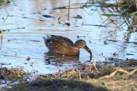 /album/termeszetfotok/nagy-falat-3-jpg/